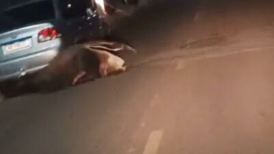 Imagem da notícia Tamanduá-bandeira é flagrado à noite em rua de Coxim e é acuado por cachorros (vídeo)